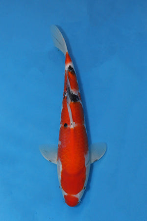 🌟 Harvest of Excellence: Maruhiro Growout 2025 🌟  - Sanke