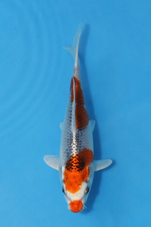 🌟 Harvest of Excellence: Maruhiro Growout 2025 🌟  - Kujaku