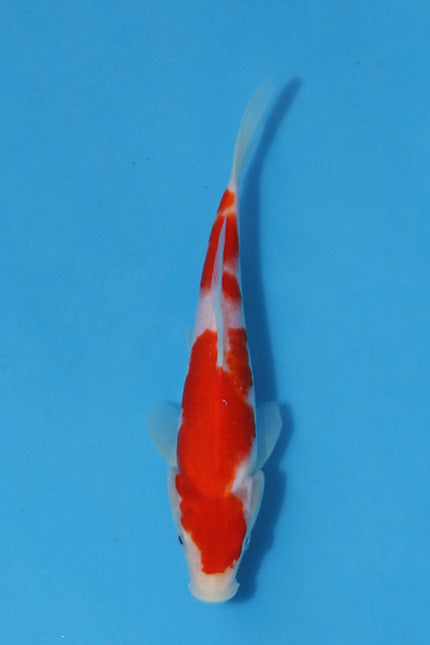 🌟 Harvest of Excellence: Maruhiro Growout 2025 🌟  - Kohaku