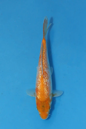 🌟 Harvest of Excellence: Maruhiro Growout 2025 🌟  - Kawarigoi