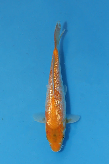 🌟 Harvest of Excellence: Maruhiro Growout 2025 🌟  - Kawarigoi