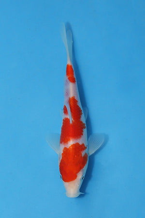 🌟 Harvest of Excellence: Maruhiro Growout 2025 🌟  - Kohaku