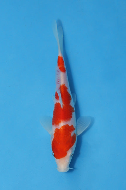 🌟 Harvest of Excellence: Maruhiro Growout 2025 🌟  - Kohaku