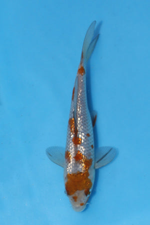 🌟 Harvest of Excellence: Maruhiro Growout 2025 🌟  - Ginrin Ochiba