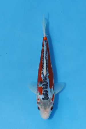 🌟 Harvest of Excellence: Maruhiro Growout 2025 🌟  - Shusui