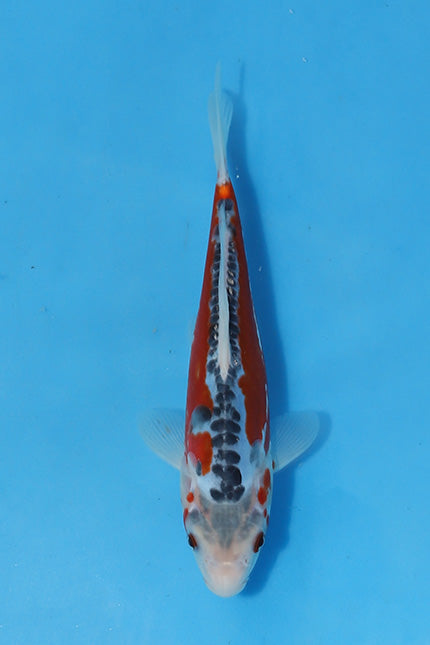 🌟 Harvest of Excellence: Maruhiro Growout 2025 🌟  - Shusui