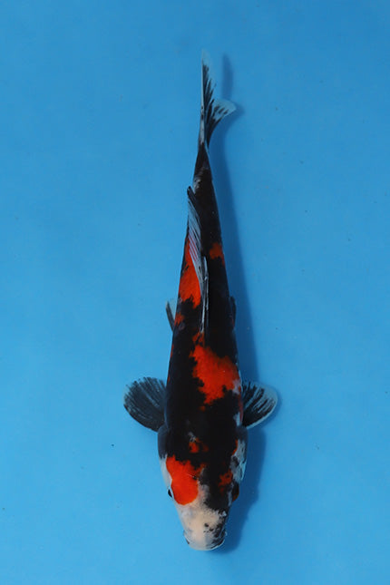 🌟 Harvest of Excellence: Maruhiro Growout 2025 🌟  - Showa