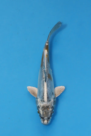 🌟 Harvest of Excellence: Maruhiro Growout 2025 🌟  - Doitsu Kogane Ochiba