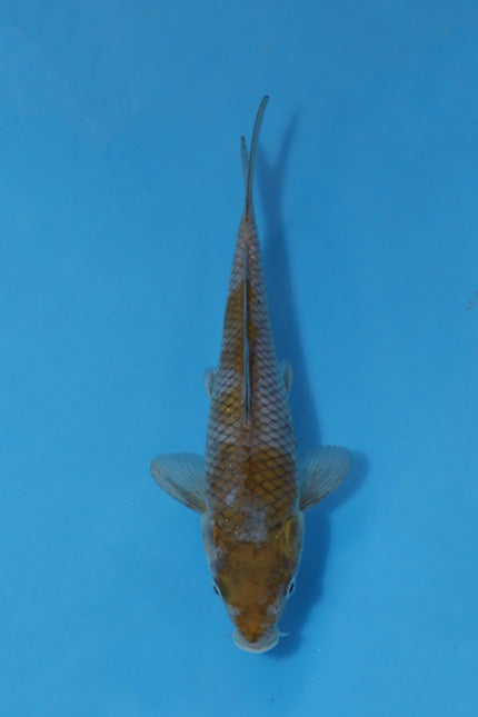 🌟 Harvest of Excellence: Maruhiro Growout 2025 🌟  - Ochiba