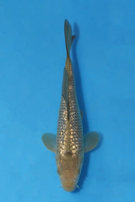 🌟 Harvest of Excellence: Maruhiro Growout 2025 🌟  - Ginrin Chagoi