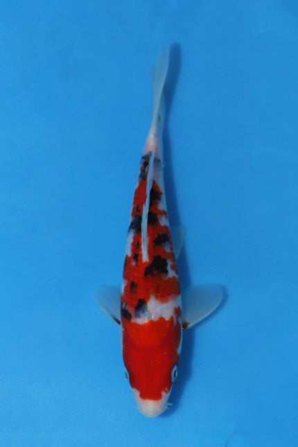 🌟 Harvest of Excellence: Maruhiro Growout 2025 🌟  - Sanke