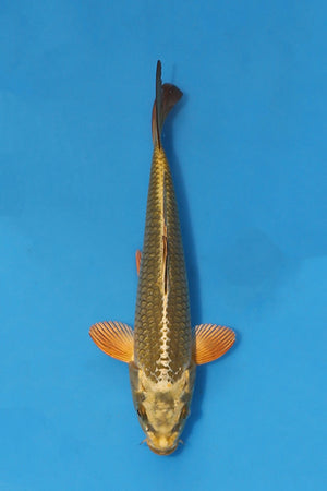 🌟 Harvest of Excellence: Maruhiro Growout 2025 🌟 - Mukashi Ogon