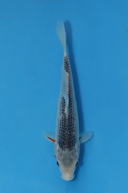 🌟 Harvest of Excellence: Maruhiro Growout 2025 🌟  - Asagi