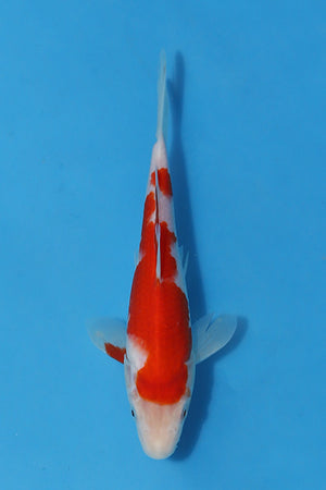 🌟 Harvest of Excellence: Maruhiro Growout 2025 🌟  - Kohaku