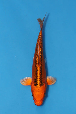 🌟 Harvest of Excellence: Maruhiro Growout 2025 🌟  - Mizuho Ogon