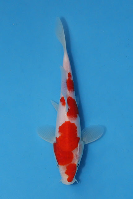 🌟 Harvest of Excellence: Maruhiro Growout 2025 🌟  - Kohaku