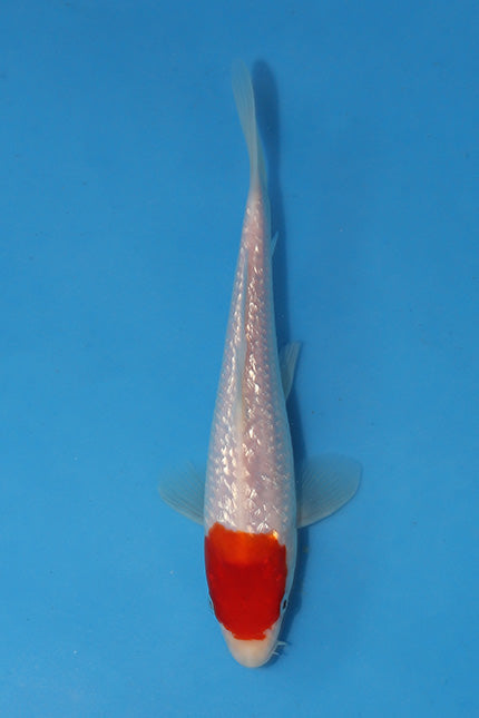 🌟 Harvest of Excellence: Maruhiro Growout 2025 🌟  - Ginrin Tancho