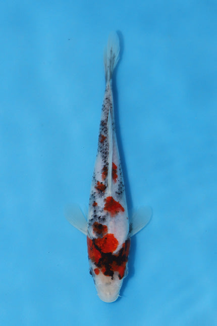 Elite Koi Winter Grow-Out: 35 Showa & 15 Sanke from Maruhiro - Showa