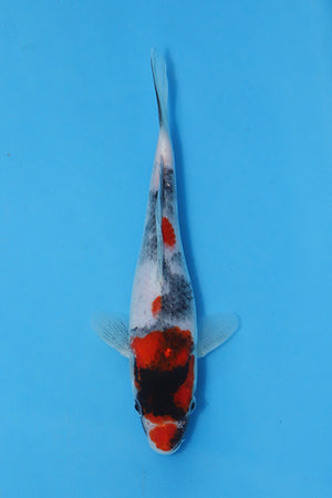 Elite Koi Winter Grow-Out: 35 Showa & 15 Sanke from Maruhiro - Showa