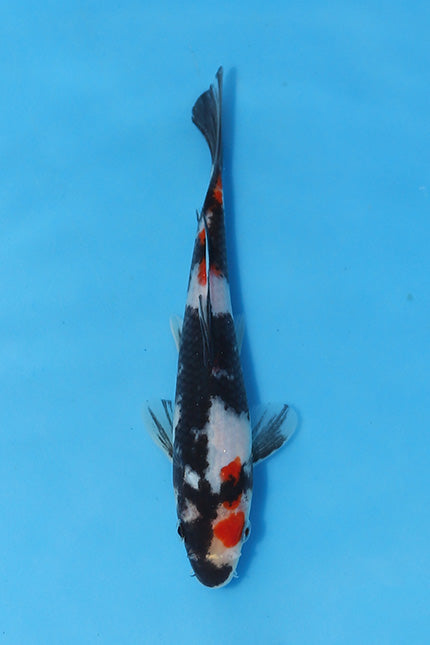Elite Koi Winter Grow-Out: 35 Showa & 15 Sanke from Maruhiro - Showa