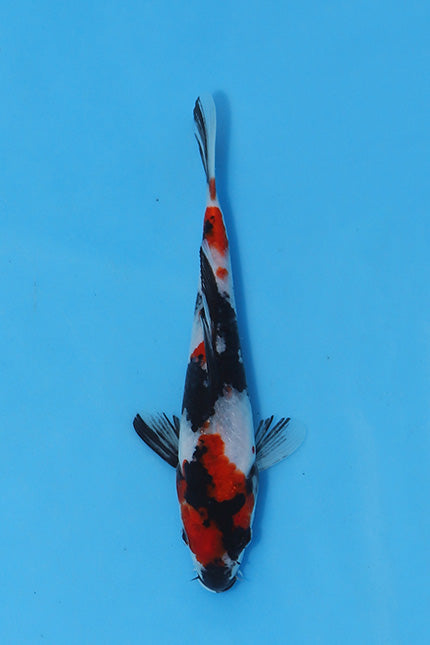 Elite Koi Winter Grow-Out: 35 Showa & 15 Sanke from Maruhiro - Showa