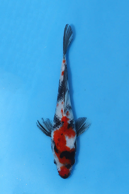 Elite Koi Winter Grow-Out: 35 Showa & 15 Sanke from Maruhiro - Showa