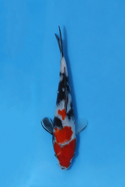 Elite Koi Winter Grow-Out: 35 Showa & 15 Sanke from Maruhiro - Showa