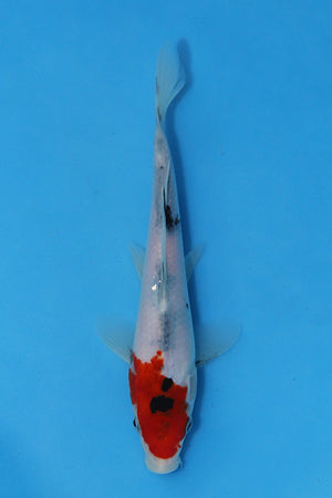 Elite Koi Winter Grow-Out: 35 Showa & 15 Sanke from Maruhiro - Sanke