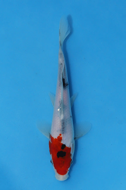 Elite Koi Winter Grow-Out: 35 Showa & 15 Sanke from Maruhiro - Sanke