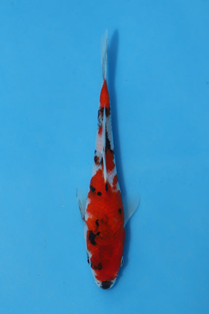 Elite Koi Winter Grow-Out: 35 Showa & 15 Sanke from Maruhiro - Sanke