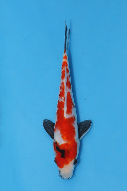 Elite Koi Winter Grow-Out: 35 Showa & 15 Sanke from Maruhiro - Showa