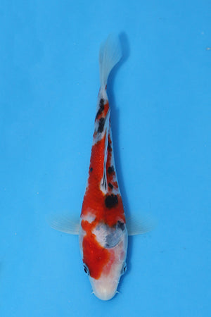 Elite Koi Winter Grow-Out: 35 Showa & 15 Sanke from Maruhiro - Sanke
