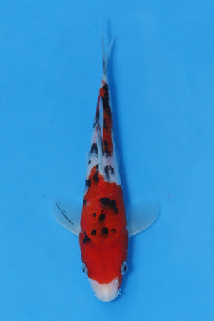 Elite Koi Winter Grow-Out: 35 Showa & 15 Sanke from Maruhiro - Sanke