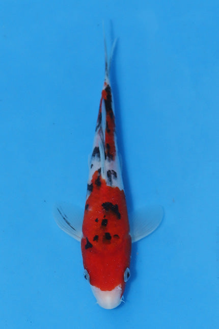 Elite Koi Winter Grow-Out: 35 Showa & 15 Sanke from Maruhiro - Sanke