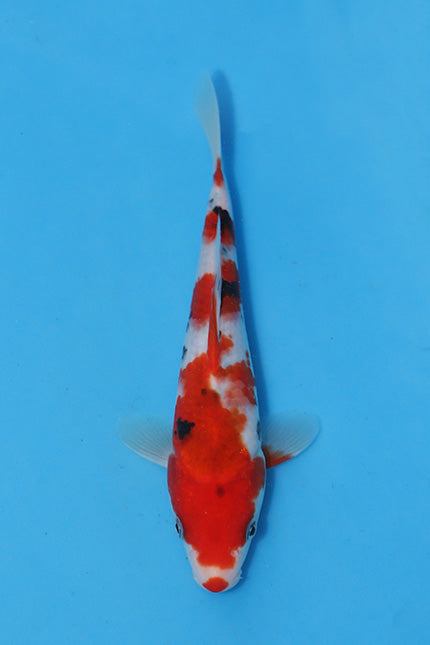 Elite Koi Winter Grow-Out: 35 Showa & 15 Sanke from Maruhiro - Sanke