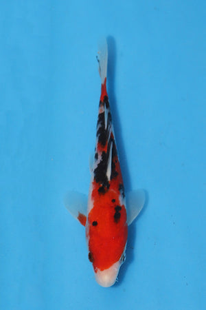 Elite Koi Winter Grow-Out: 35 Showa & 15 Sanke from Maruhiro - Sanke