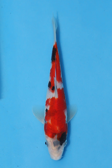 Elite Koi Winter Grow-Out: 35 Showa & 15 Sanke from Maruhiro - Sanke