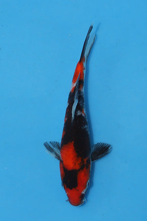 Showa Koi 21cm Nisai from Maruhiro Koi Farm Japan EK6745 available from Elite Koi UK