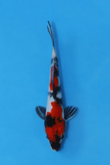 Elite Koi Winter Grow-Out: 35 Showa & 15 Sanke from Maruhiro - Showa
