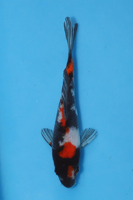 Elite Koi Winter Grow-Out: 35 Showa & 15 Sanke from Maruhiro - Showa