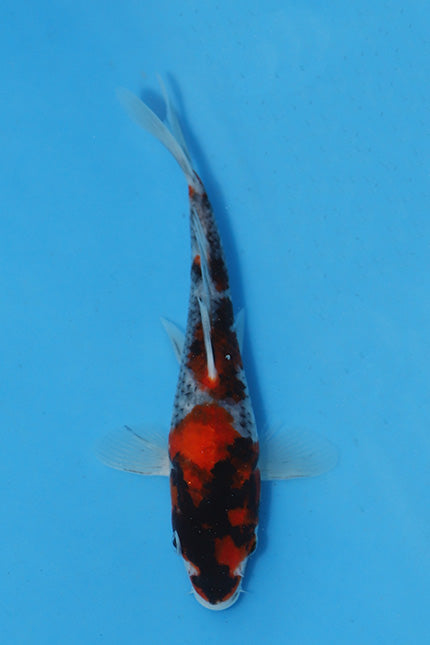 Elite Koi Winter Grow-Out: 35 Showa & 15 Sanke from Maruhiro - Showa