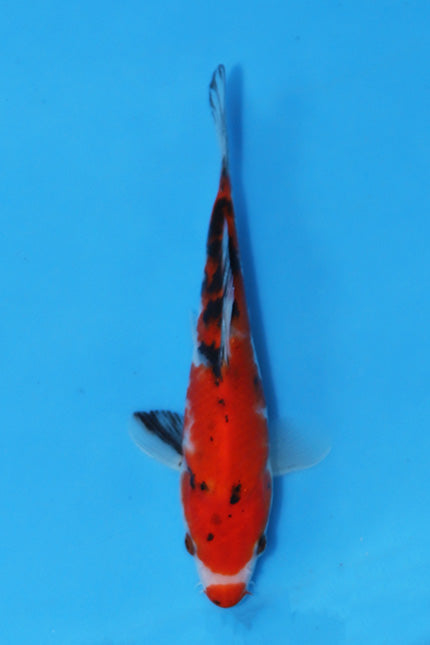 Elite Koi Winter Grow-Out: 35 Showa & 15 Sanke from Maruhiro - Sanke