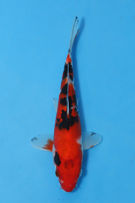 Elite Koi Winter Grow-Out: 35 Showa & 15 Sanke from Maruhiro - Sanke