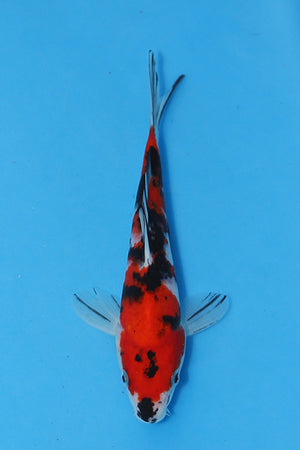 Elite Koi Winter Grow-Out: 35 Showa & 15 Sanke from Maruhiro - Sanke