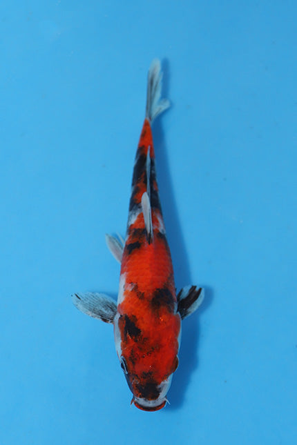Elite Koi Winter Grow-Out: 35 Showa & 15 Sanke from Maruhiro - Showa