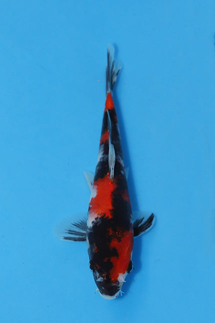 Elite Koi Winter Grow-Out: 35 Showa & 15 Sanke from Maruhiro - Showa