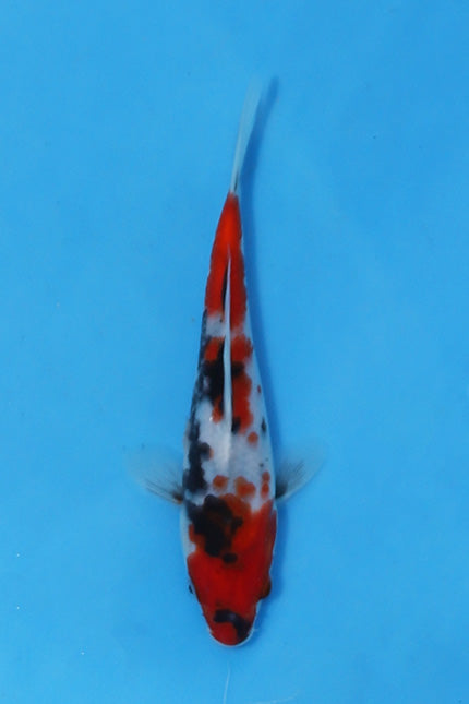 Elite Koi Winter Grow-Out: 35 Showa & 15 Sanke from Maruhiro - Showa
