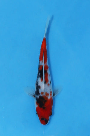 Elite Koi Winter Grow-Out: 35 Showa & 15 Sanke from Maruhiro - Showa