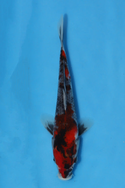 Elite Koi Winter Grow-Out: 35 Showa & 15 Sanke from Maruhiro - Showa