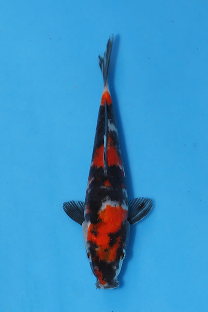 Elite Koi Winter Grow-Out: 35 Showa & 15 Sanke from Maruhiro - Showa